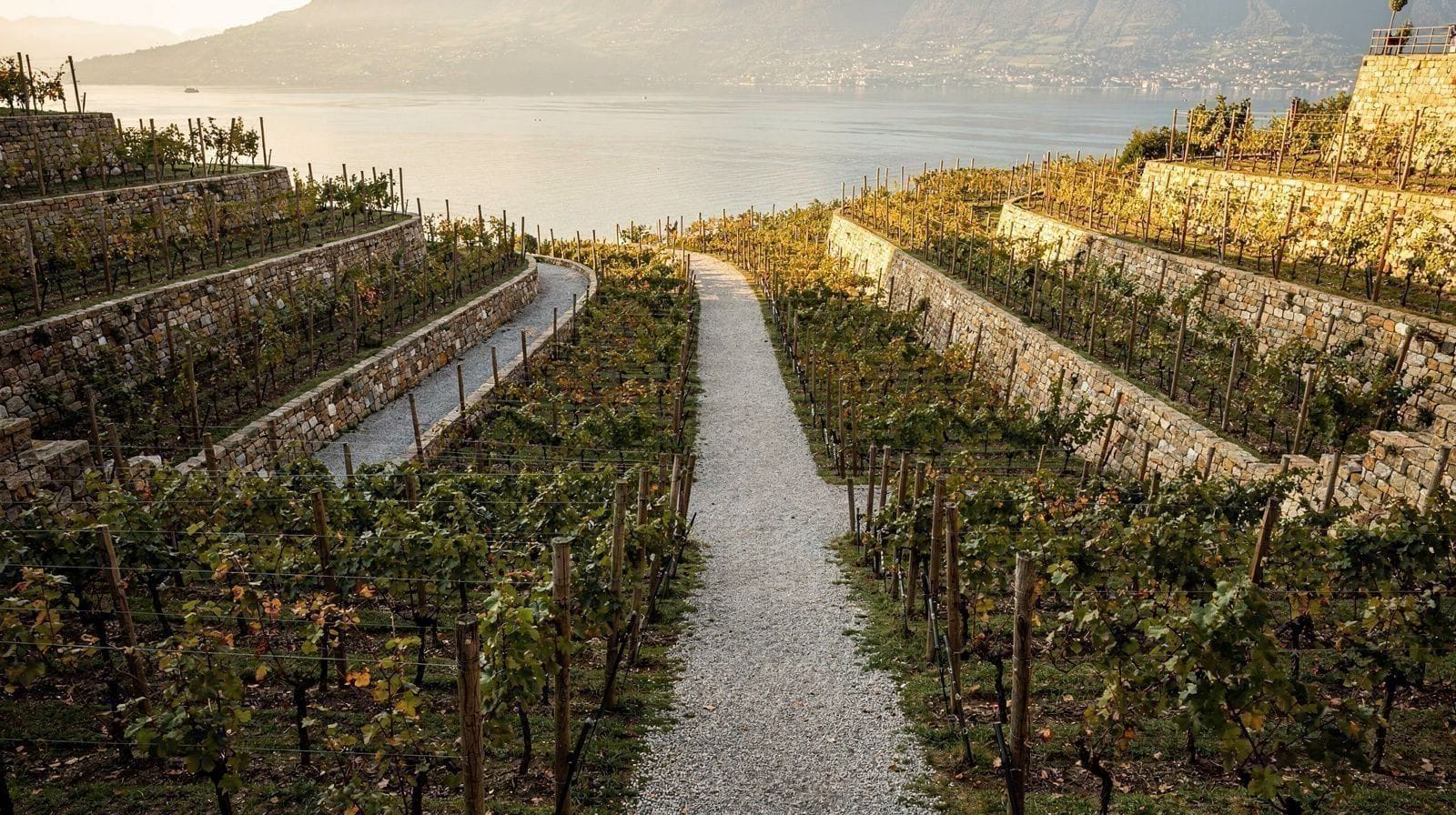 Lavaux Vineyard Terraces