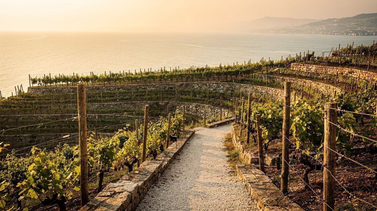 Lavaux Vineyards Through the Seasons: When to Go and What You'll See